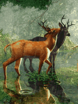 pic for Deers in Forest